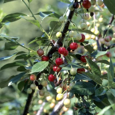 Prunus 'North Star'