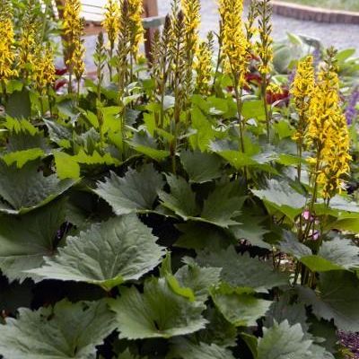 Ligularia stenocephala 'Lanternchen' PP14,621