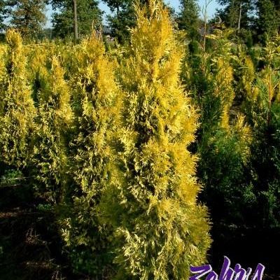 Thuja Plicata 'Daniellow'