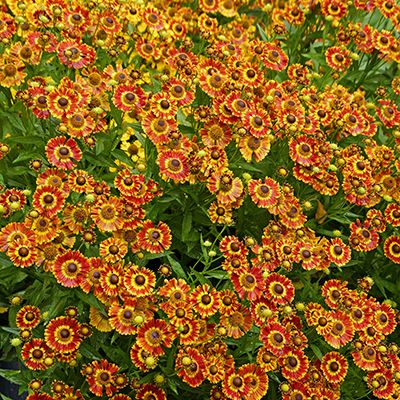 Helenium autumnale 'Fuego'