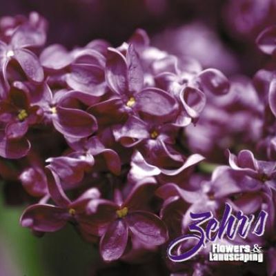 Syringa vulgaris 'Monge'