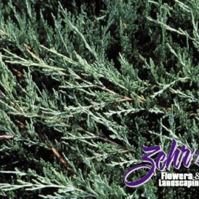 Juniperus Horizontalis 'Hughes'
