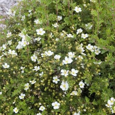 Potentilla fruticosa 'Abbotswood'