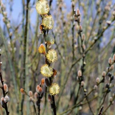 Salix discolor