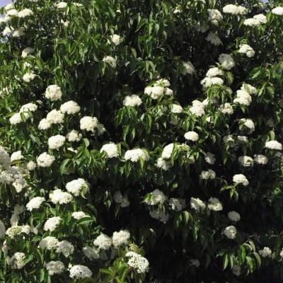 Viburnum lentago