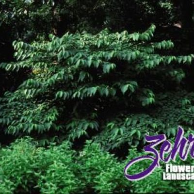 Viburnum plicatum 'Shasta'