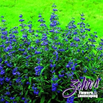 Caryopteris x clandonensis 'MinBleu' PP14,674