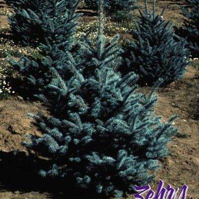 Picea Pungens