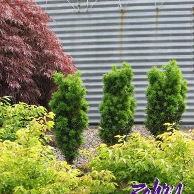 Taxus Baccata