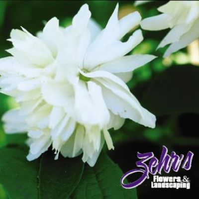 Philadelphus 'Buckley's Quill'