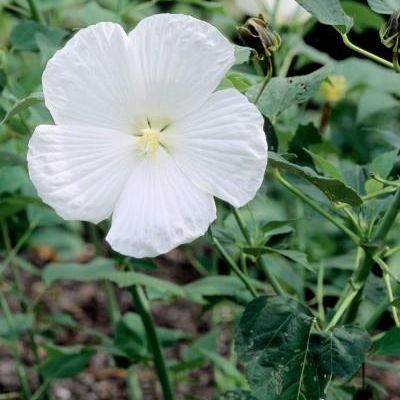 Hibiscus moscheutos 'Blue River II'