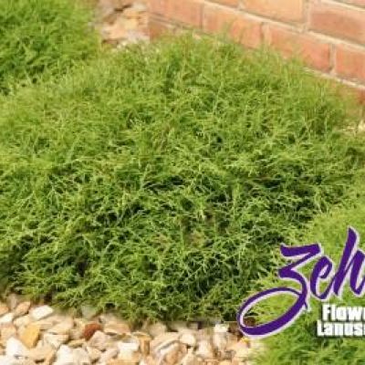 Thuja Occidentalis 'Linesville,'