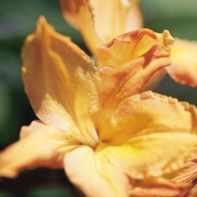 Rhododendron 'Golden Lights'