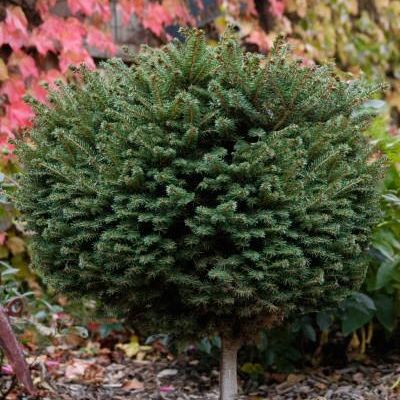 Picea Abies 'Little Gem'