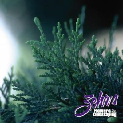 Thuja Occidentalis 'Techny Globe'