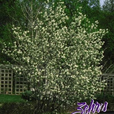 Amelanchier canadensis