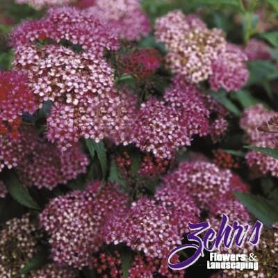 Spiraea japonica 'Neon Flash'