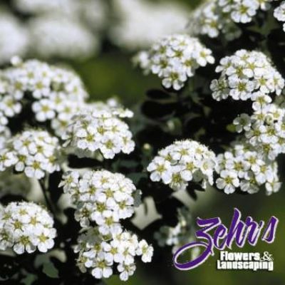 Spiraea nipponica 'Snowmound'