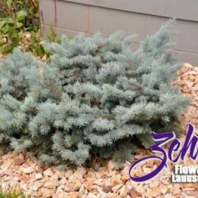 Picea Pungens 'Glauca Globosa'