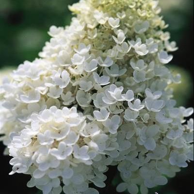 Hydrangea paniculata 'Grandiflora'
