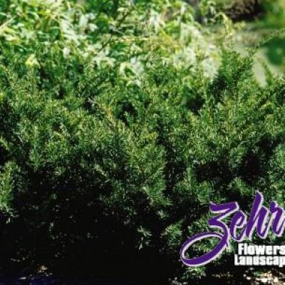 Taxus x Media 'Densiformis'