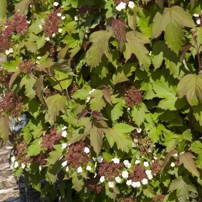 Viburnum sargentii 'Onondaga'