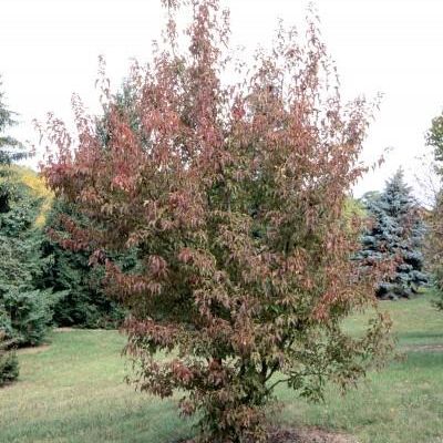 Acer ginnala 'Flame'