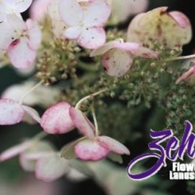 Late Panicle Hydrangea