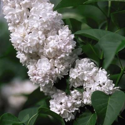 Syringa vulgaris 'Krasavitsa Moskvy'