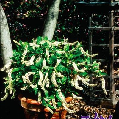 Itea virginica 'Sprich' PP10,988