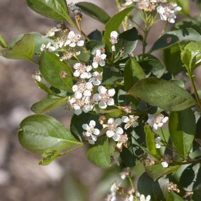 Aronia melanocarpa var. elata