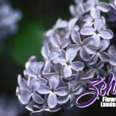 Syringa vulgaris 'President Lincoln'