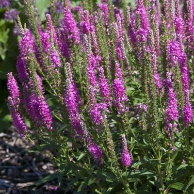 Veronica spicata 'Rotfuchs'