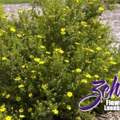 Potentilla fruticosa 'Gold Drop'