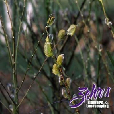 Salix caprea