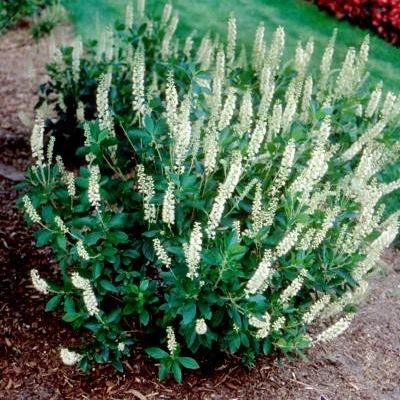 Clethra alnifolia 'Sixteen Candles'