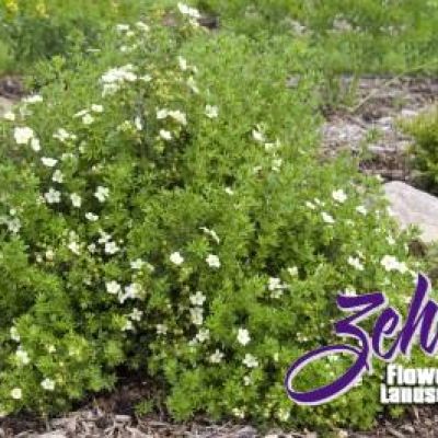 Potentilla fruticosa 'McKay's White'