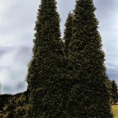 Thuja Plicata 'Grovepli'