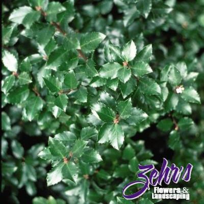 Ilex verticillata 'Jim Dandy'