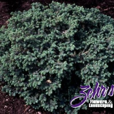 Picea Mariana 'Ericoides'