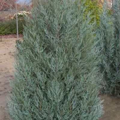 Juniperus Scopulorum 'Bailigh'