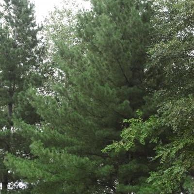 Pinus Strobus