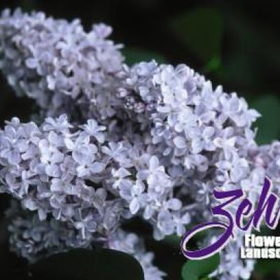 Syringa vulgaris 'President Grevy'