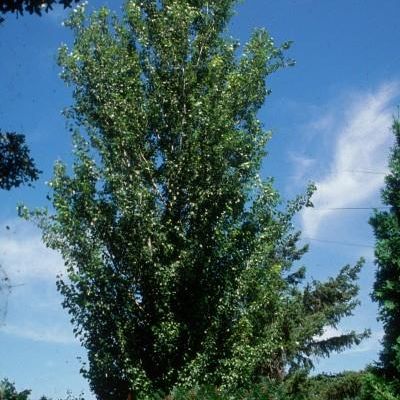 Populus x Canescens