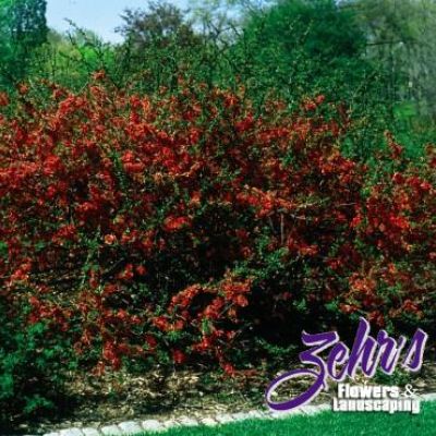 Chaenomeles speciosa 'Texas Scarlet'