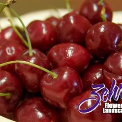 Prunus 'Montmorency'