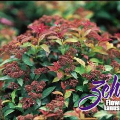 Spiraea x bumalda 'Goldflame'
