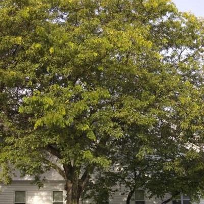 Gleditsia Triacanthos 'Suncole'