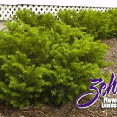 Taxus × Media 'Taunton'