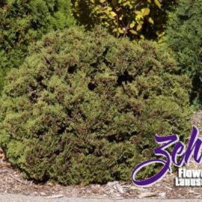 Thuja Occidentalis 'Hetz Midget'
